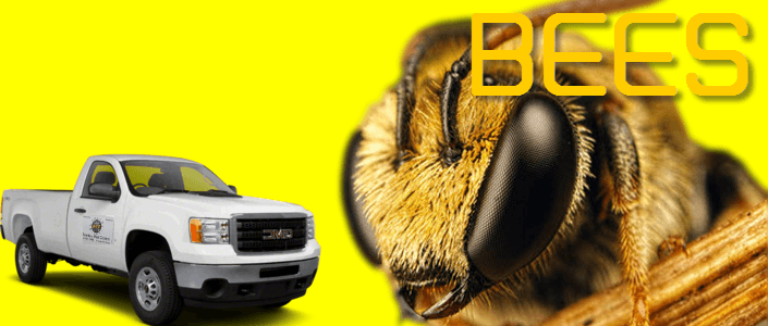 termites control Brownsville texas