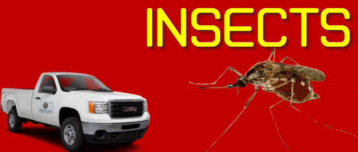 insects control Brownsville texas