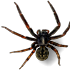 spider